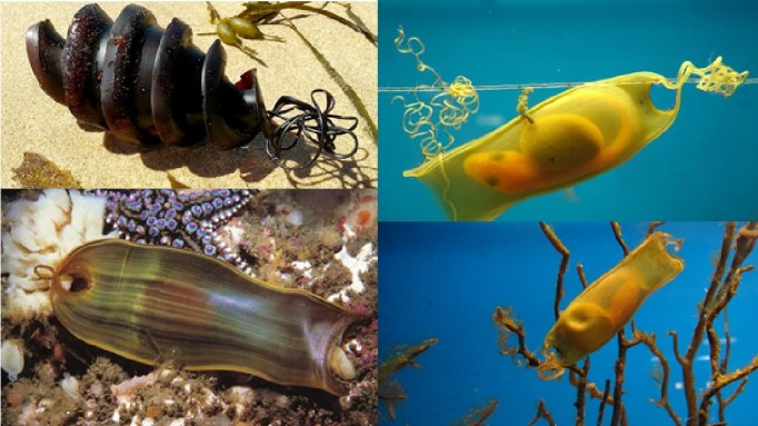 Shark Eggs